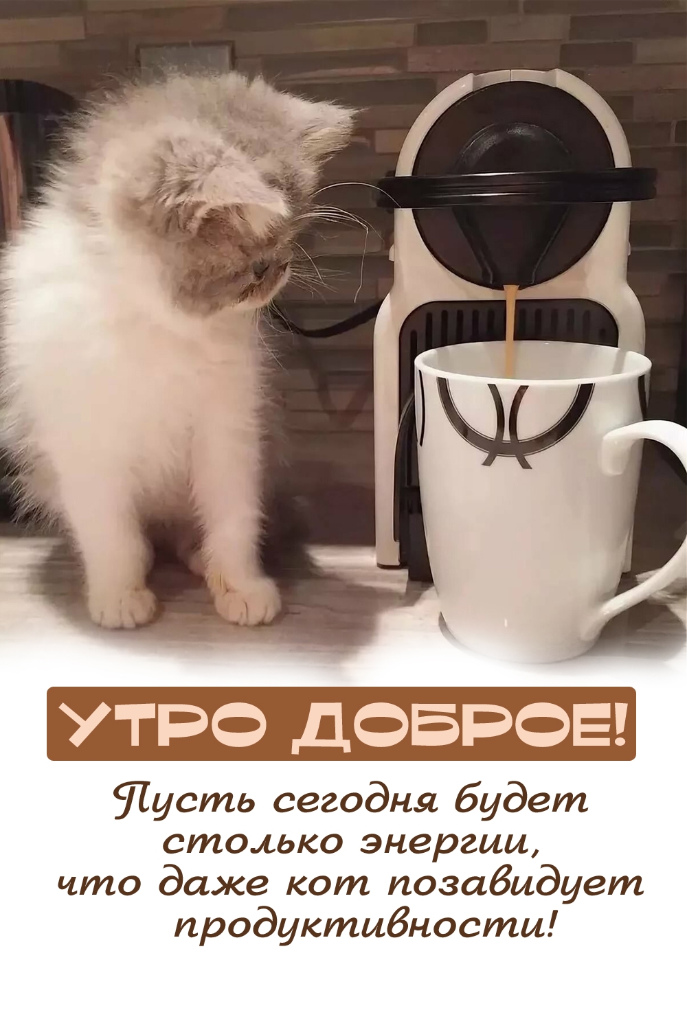 Утро доброе! Пусть кот завидует твоей продуктивности!