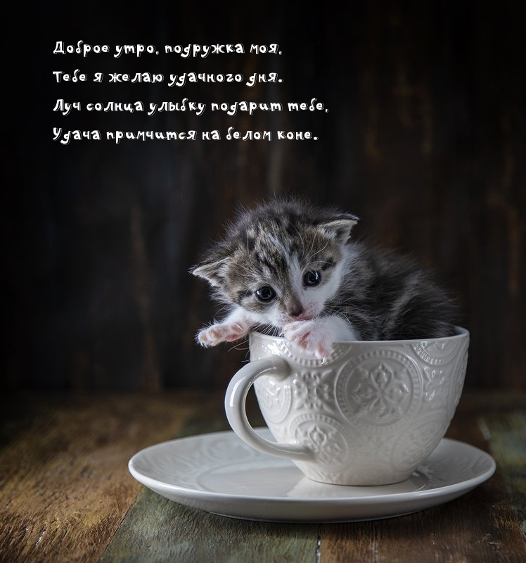 Доброе утро, подружка моя!