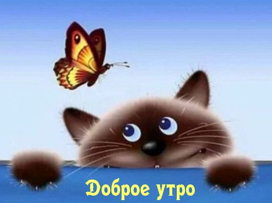 Доброе утро — котик с бабочкой