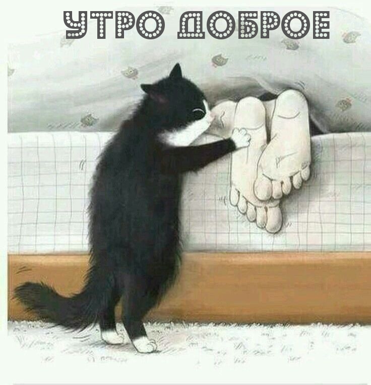 Утро доброе! Котик щекочет пятки)