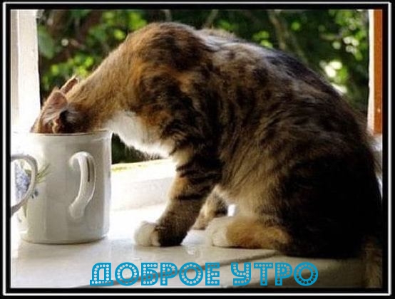 Доброе утро