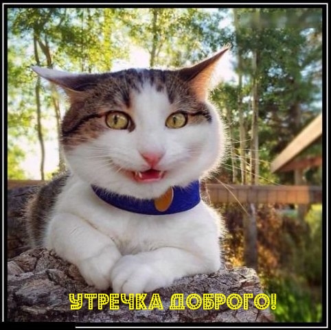 Утречка доброго!