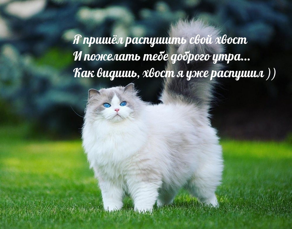 Я пришел пожелать тебе доброго утра!)