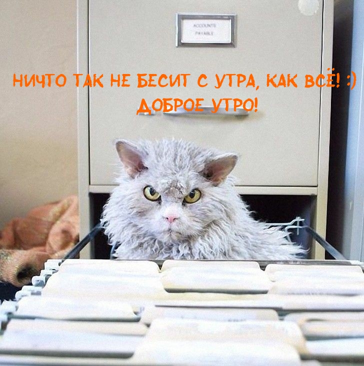 Ничто так не бесит с утра, как всё! :)