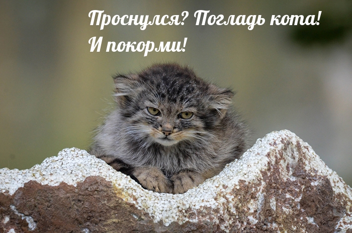 Проснулся? Погладь кота! И покорми!