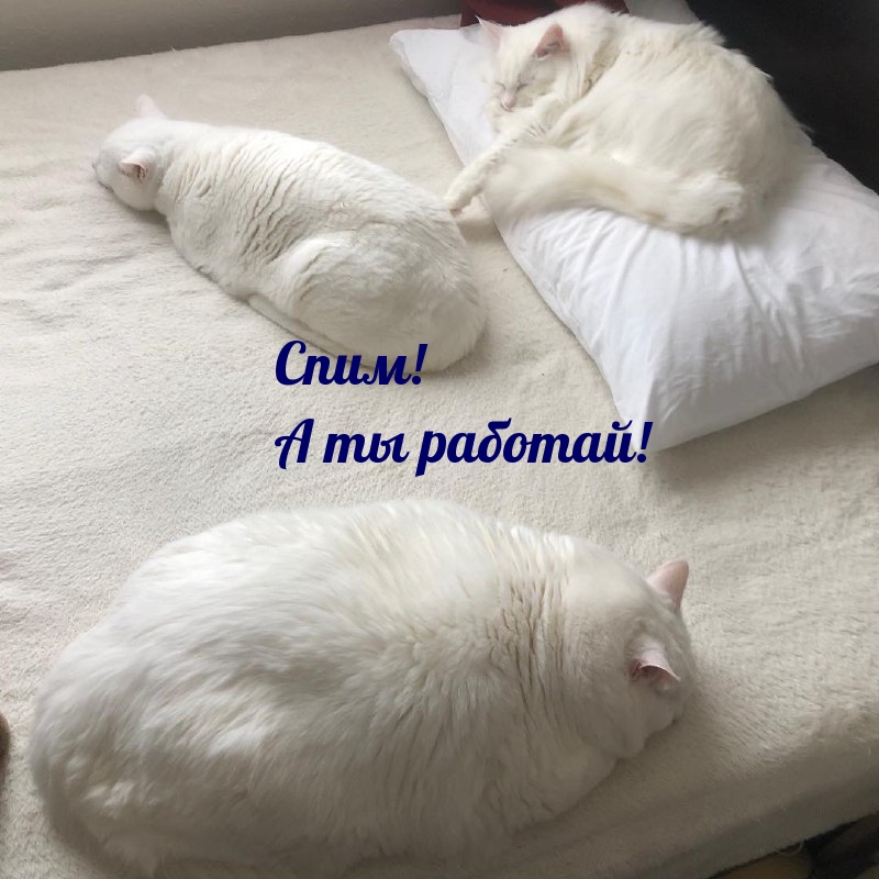 Спим! А ты работай!