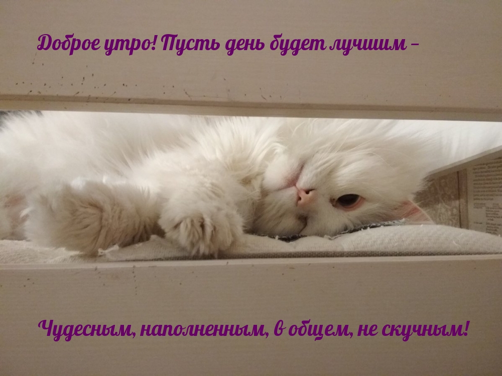 Доброе утро! Пусть день будет лучшим