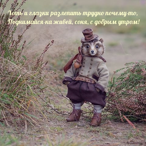 Поднимайся-ка живей, соня, с добрым утром!