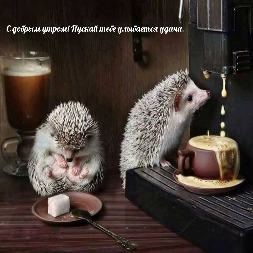 С добрым утром! Пускай тебе улыбается удача.