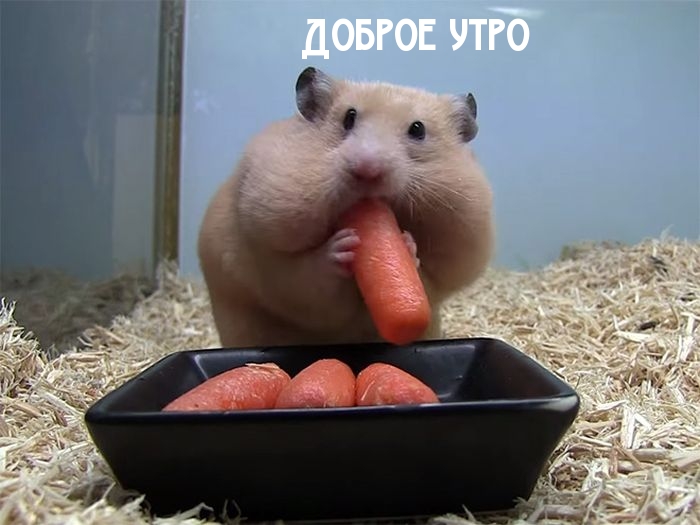 Доброе утро
