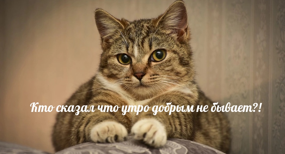 Кто сказал что утро добрым не бывает?!