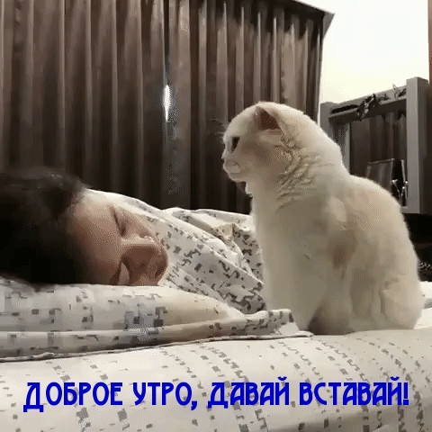 Доброе утро, давай вставай!