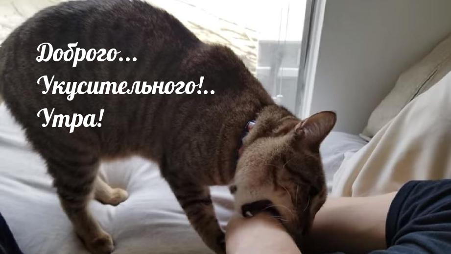 Доброго… Укусительного!.. Утра!