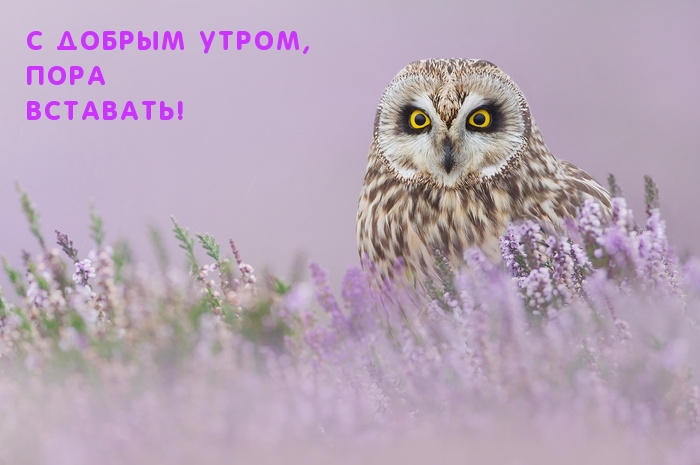 С добрым утром, пора вставать!