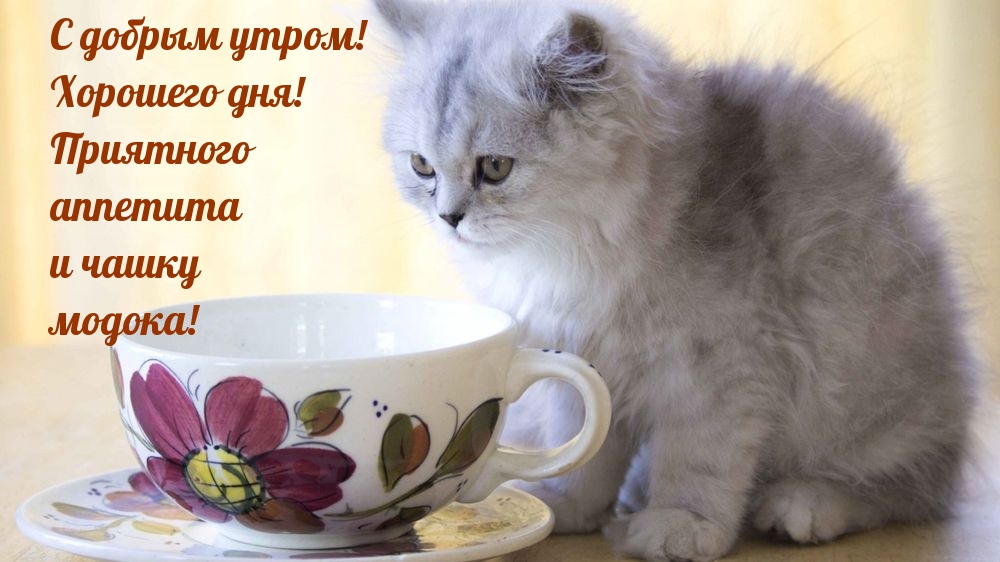 Приятного аппетита и чашку модока!