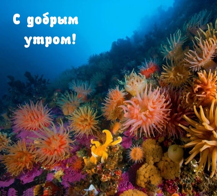 С добрым утром!