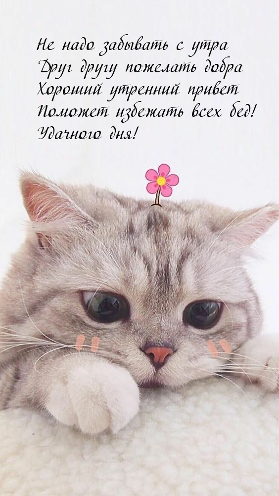 Друг другу пожелать добра! Хороший утренний привет