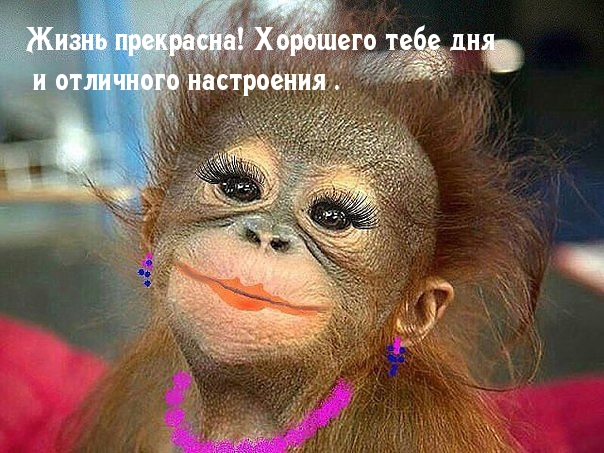 Жизнь прекрасна! Хорошего тебе дня