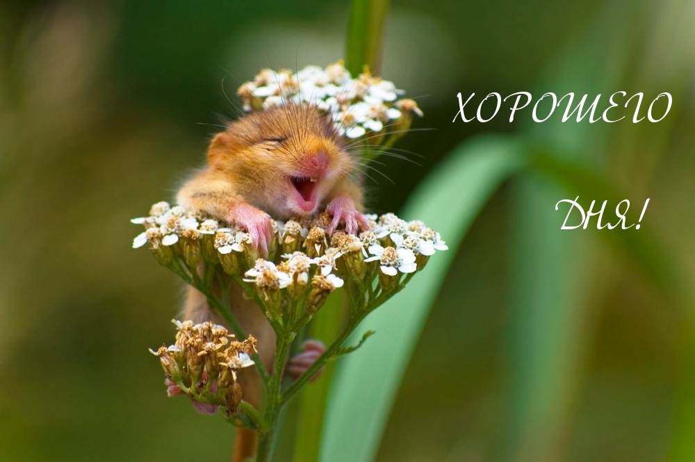 ХОРОШЕГО ДНЯ!