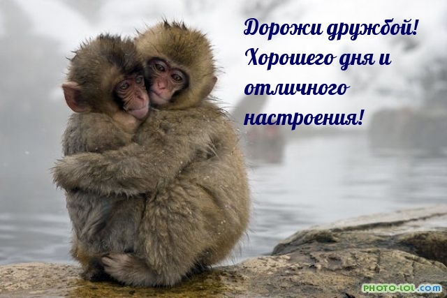 Дорожи дружбой! Хорошего дня и отличного настроения!