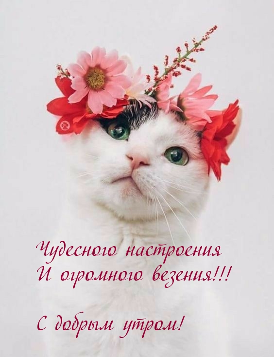 Чудесного настроения и огромного везения!