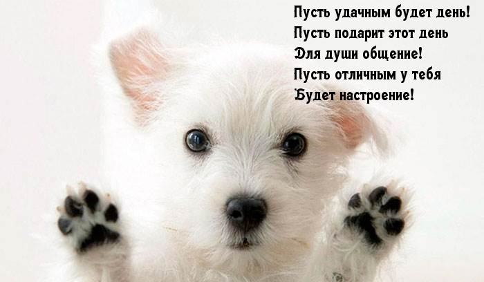 Пусть отличным у тебя Будет настроение!