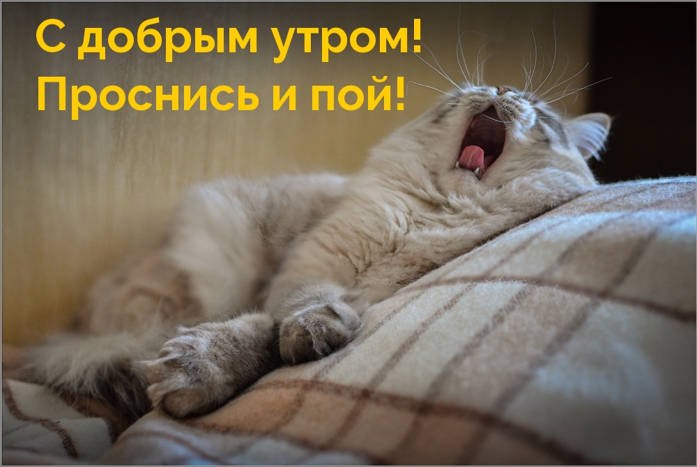 С добрым утром! Проснись и пой!