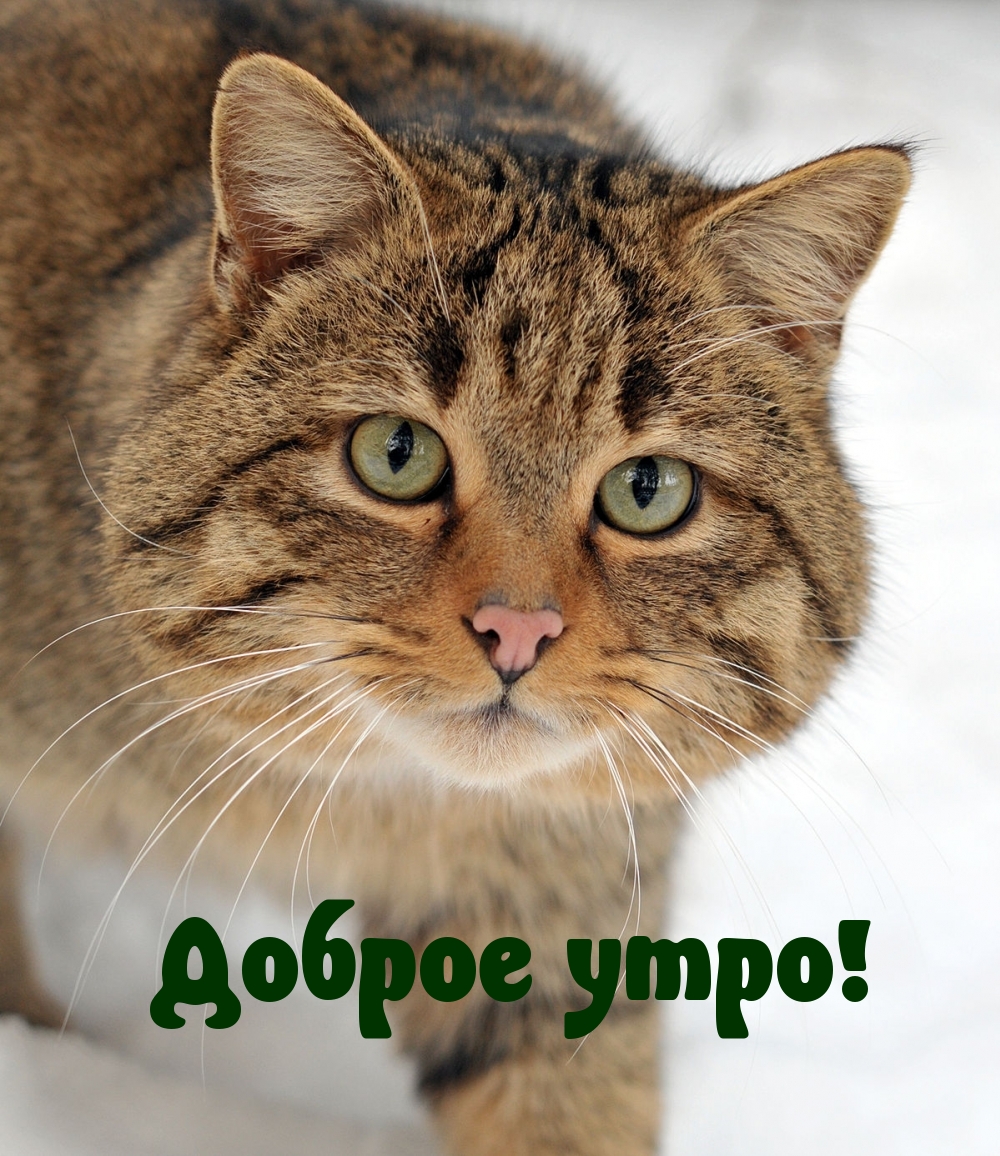 Доброе утро!