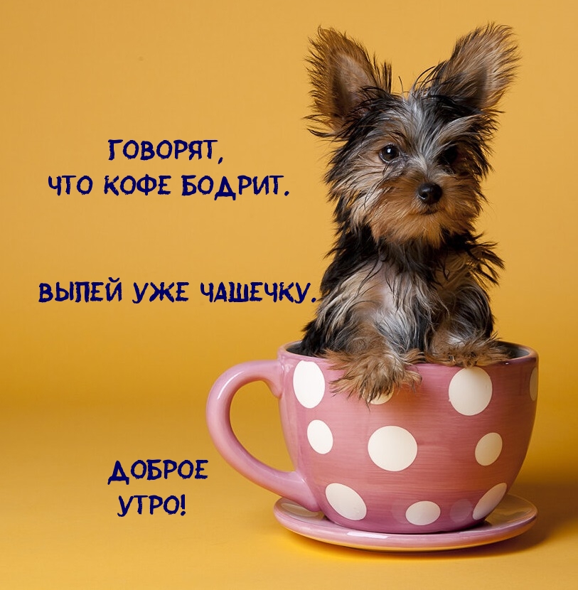 Говорят, что кофе бодрит. Выпей уже чашечку)