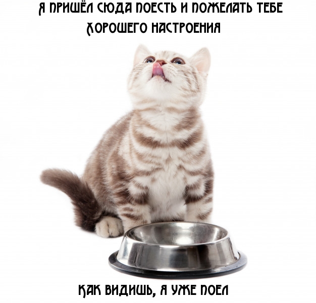 Я пришёл сюда поесть и пожелать тебе хорошего настроения