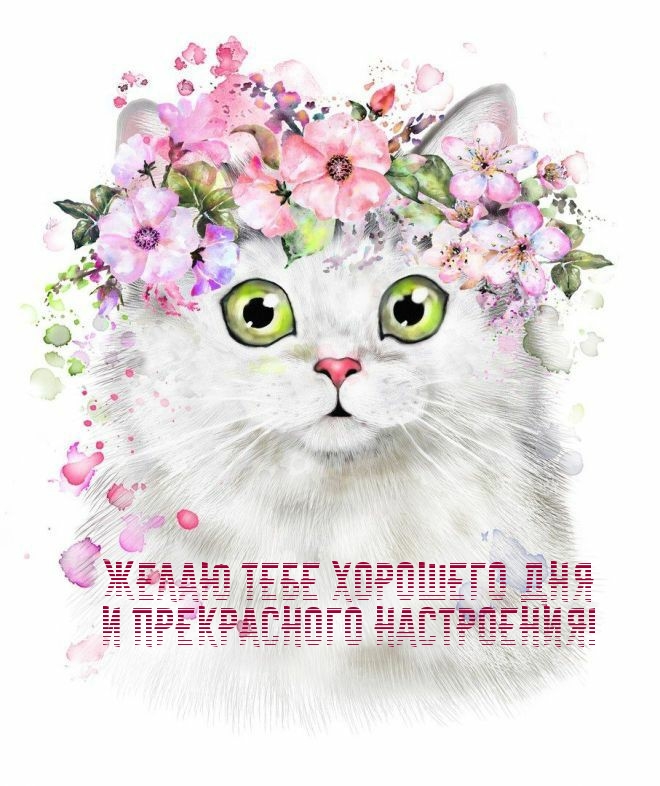 Желаю тебе хорошего дня и прекрасного настроения!
