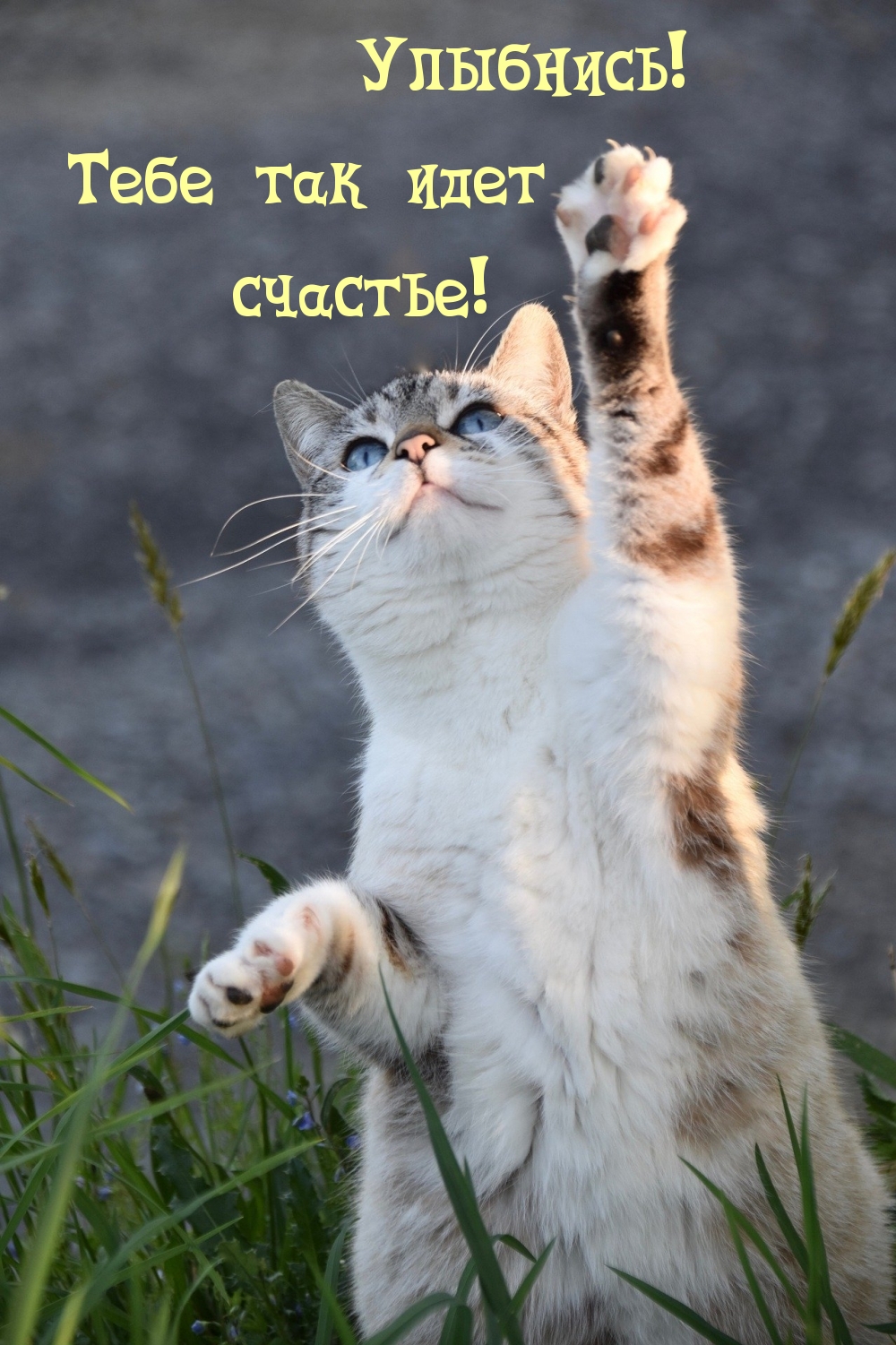 Улыбнись! Тебе так идет счастье!
