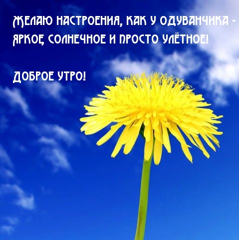Желаю настроения, как у одуванчика