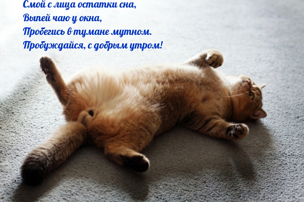 Пробуждайся, с добрым утром!