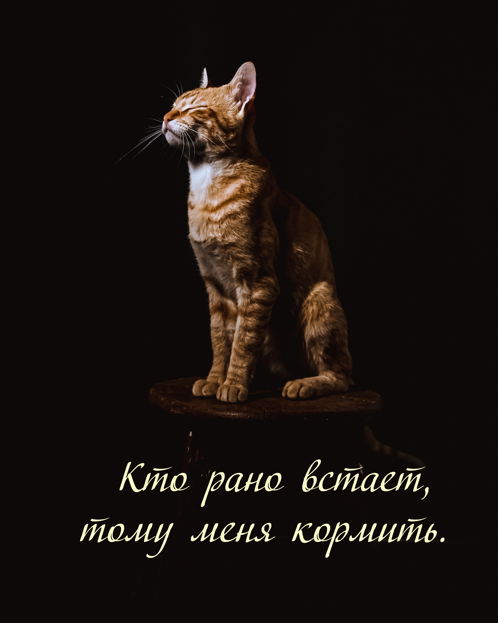 Кто рано встает, тому меня кормить.