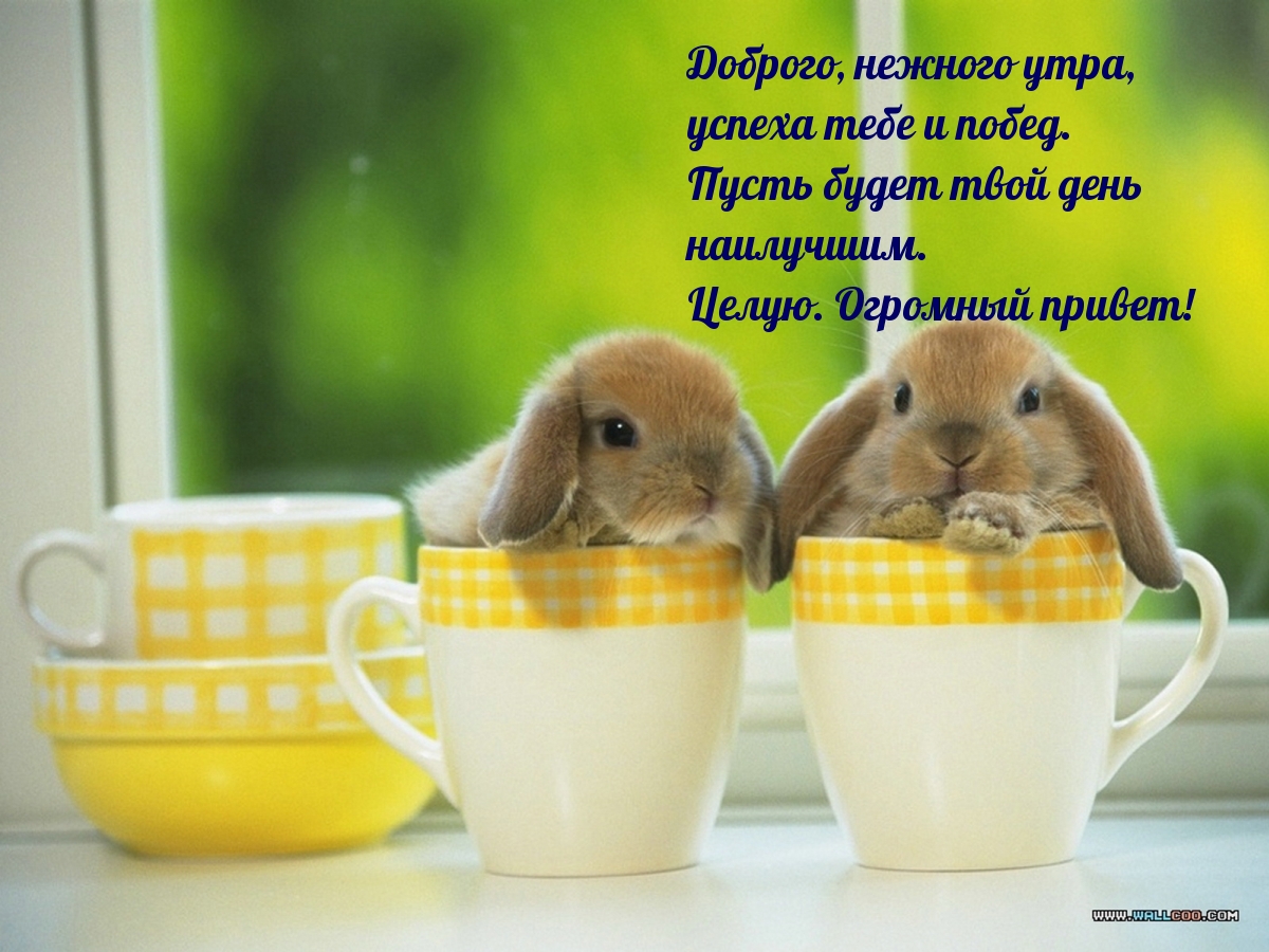 Доброго, нежного утра, успеха тебе! Целую.