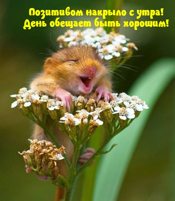 Позитивом накрыло с утра! День обещает быть хорошим!