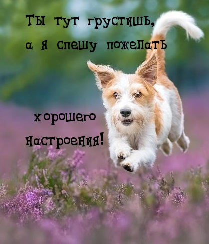 Я спешу пожелать хорошего настроения!