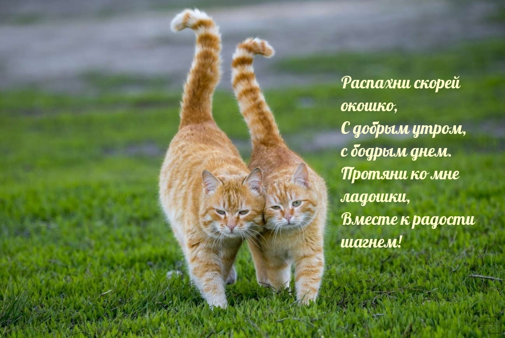 С добрым утром, с бодрым днем