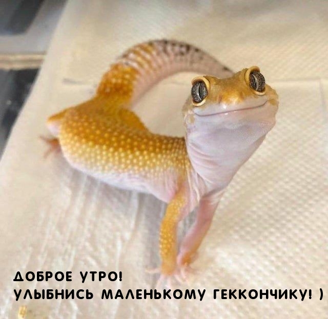 Доброе утро! Улыбнись маленькому геккончику! )
