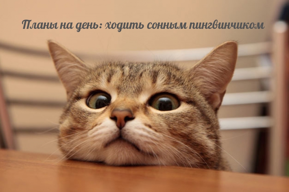 Планы на день: ходить сонным пингвинчиком