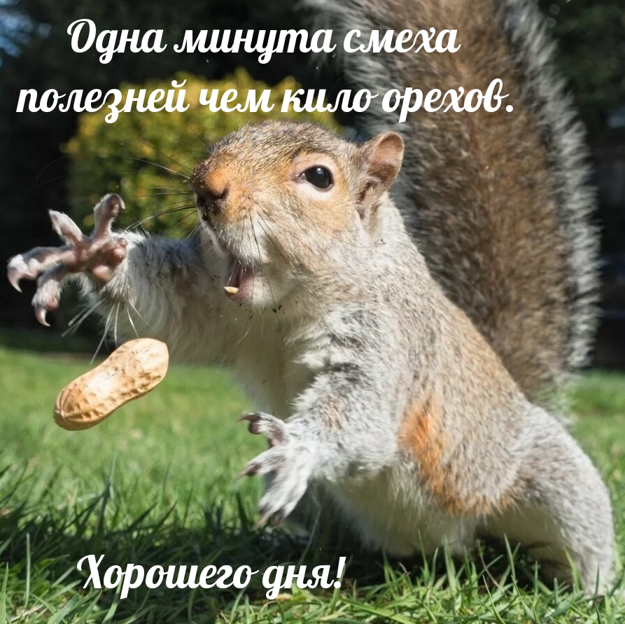Одна минута смеха полезней чем кило орехов