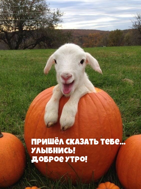 Пришёл сказать тебе… Улыбнись! Доброе утро!
