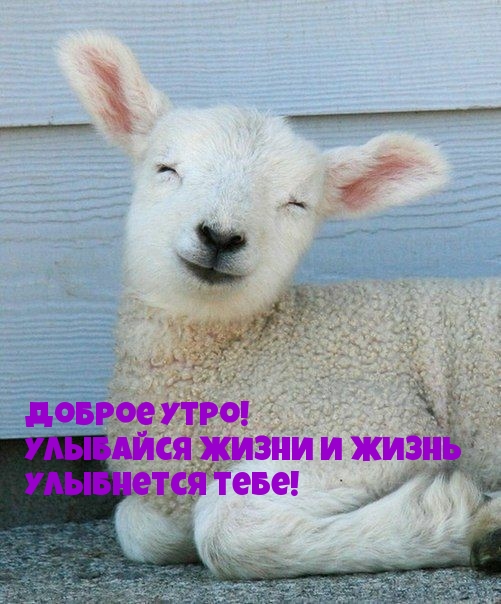 Доброе утро! Улыбайся жизни и жизнь Улыбнется тебе!
