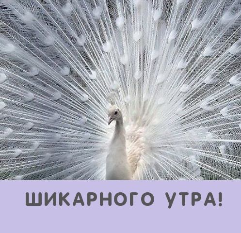 Шикарного утра!