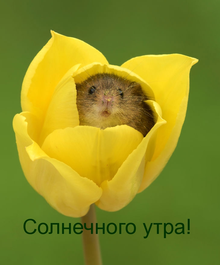 Солнечного утра!