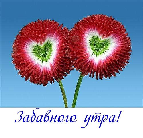 Забавного утра!