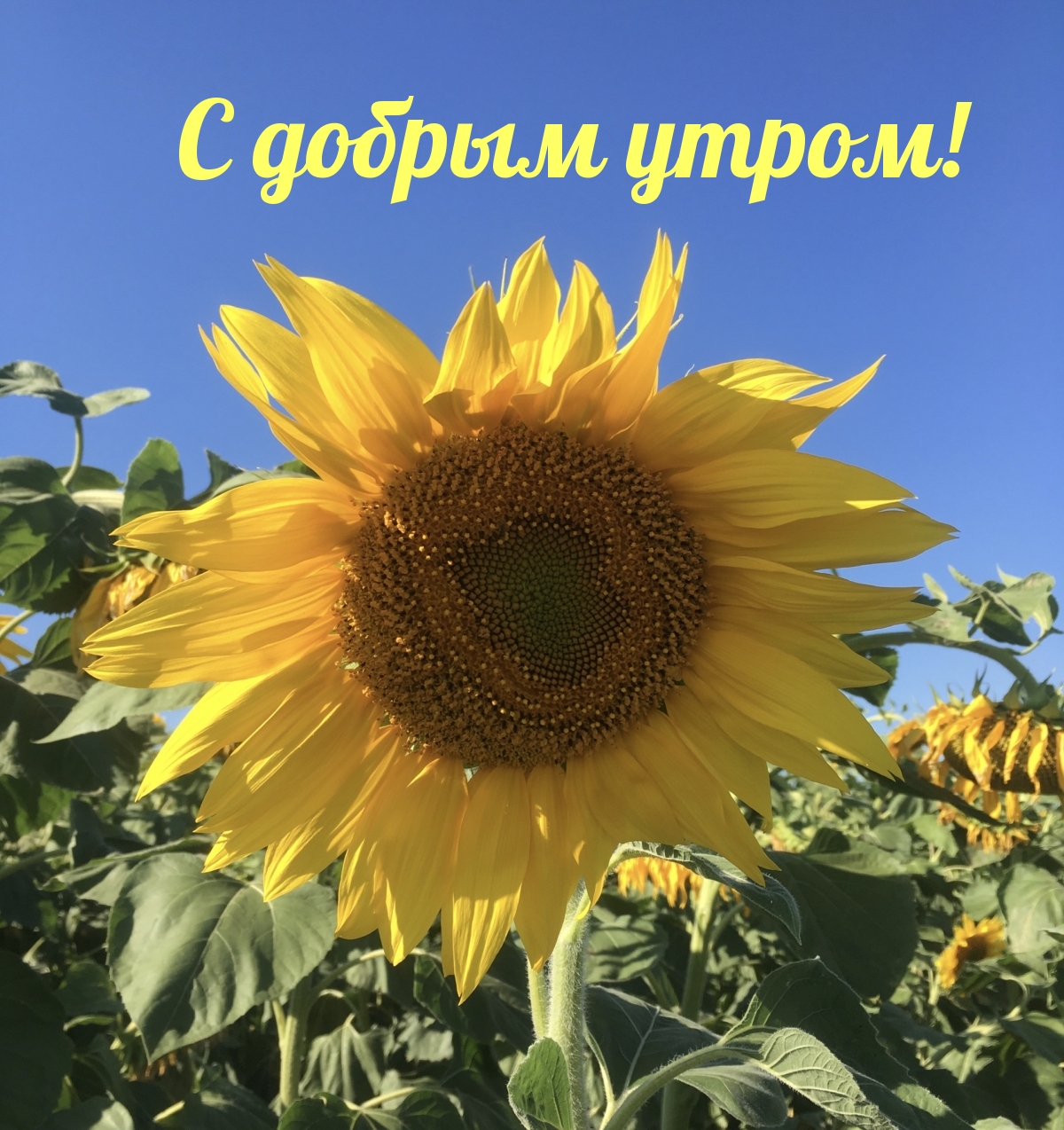 С добрым утром! На фоне подсолнуха