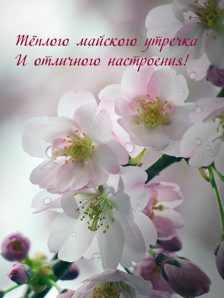 Тёплого майского утречка и отличного настроения!