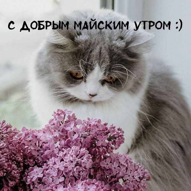 Картинка - С добрым майским утром :).